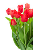 fresh red tulip flowers