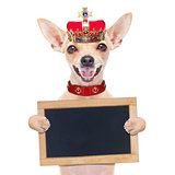 crown king dog
