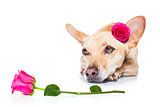 valentines love sick dog