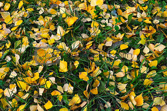 Natural autumn background of yellow leaves