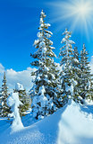 Winter mountain fir forest landscape