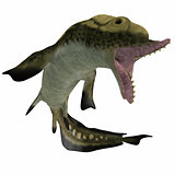 Carboniferous Edestus Shark
