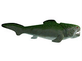 Devonian Dunkleosteus Fish
