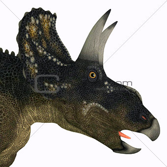 Nedoceratops Dinosaur Head