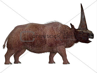 Elasmotherium Side Profile