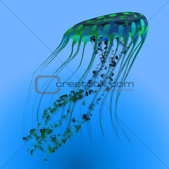 Green Blue Jellyfish