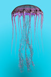 Pelagia noctiluca Jellyfish
