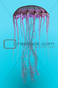 Pelagia noctiluca Jellyfish
