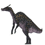 Saurolophus Dinosaur on White