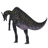 Saurolophus Dinosaur Tail