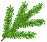 Green lush spruce branch. Fir branch