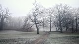 mysterious foggy park 