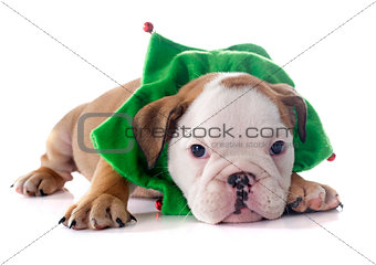 christmas puppy english bulldog