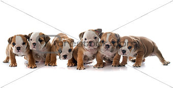 puppies english bulldog
