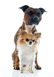 staffordshire bull terrier and chihuahua