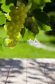 Vine and bunch of white grapes