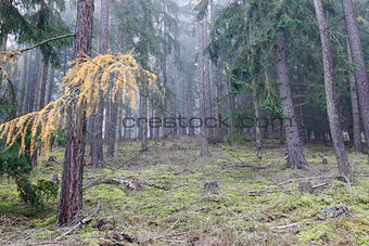 Autumn coniferous forest in the morning mist