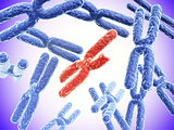 Broken red X chromosome and full blue X chromosomes 
