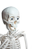Surprised skeleton with open mouth