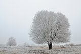 Frozen tree 