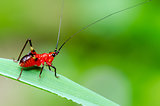 Conocephalus Melas tiny red Cricket