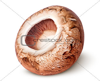 Cap on a brown champignon rotated