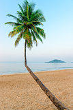 single curved palm and a sandy beach