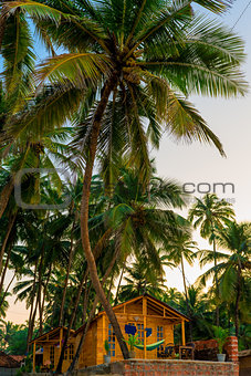 wooden bungalow among tropical coconut palms