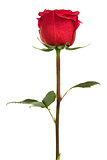 single scarlet rose