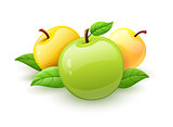 Apple fruits with green leaves vector