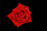 Top view of the red rose flower on black screen.