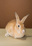 bunny rabbit posing in a studio against a cream and brown wall