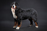 Big shaggy black domestic animal, Bernese Mountain Dog Studio sh