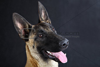  malinois belgian shepherd dog studio portrait, gray background 