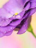 lisianthus flower on pastel background