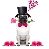 valentines love sick dog
