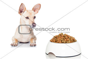 hungry dog with bowl 