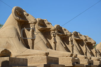 Avenue of sphinxes - Luxor