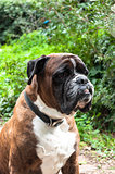 Portrait of nice german boxer dog