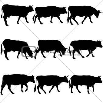 Collection  black silhouettes of cow. Vector illustration.