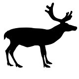 Silhouette deer with great antler on white background. Vector il