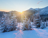 Sunrise winter mountain landscape with fir trees.