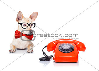 dog telephone