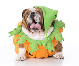 dog dressed like a pumpkin