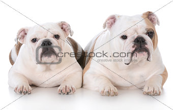cute bulldog couple