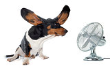 young Basset Hound and ventilator