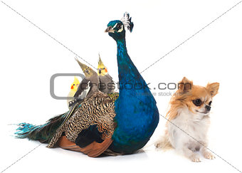 chihuahua, peacock and  calopsitte