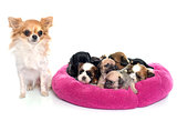 group of puppies and chihuahua