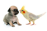 young puppy chihuahua and cockatiel