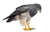 Chilean blue eagle - Geranoaetus melanoleucus (17 years old) in 